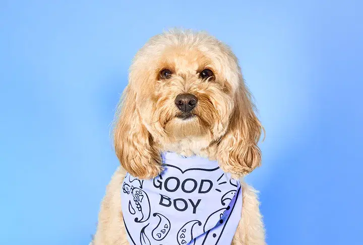 Headshot of LUKE, DIRECTOR OF MORALE